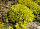 Sedum acre