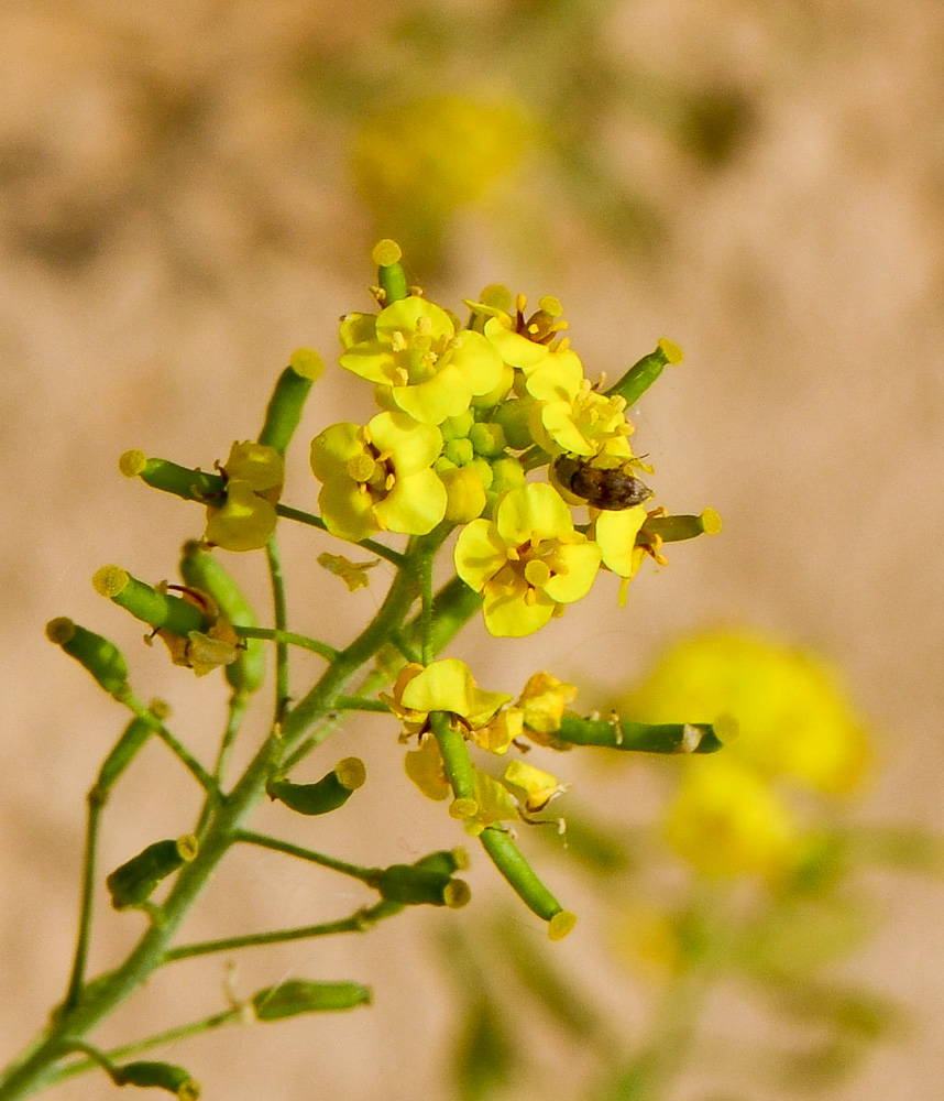 Изображение особи Nasturtiopsis coronopifolia.