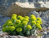 Euphorbia rigida. Цветущее растение. Краснодарский край, г. Геленджик, село Джанхот, приморский каменисто-осыпной склон. 23.02.2016.