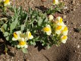 Linaria japonica