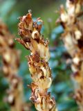 Hypopitys monotropa