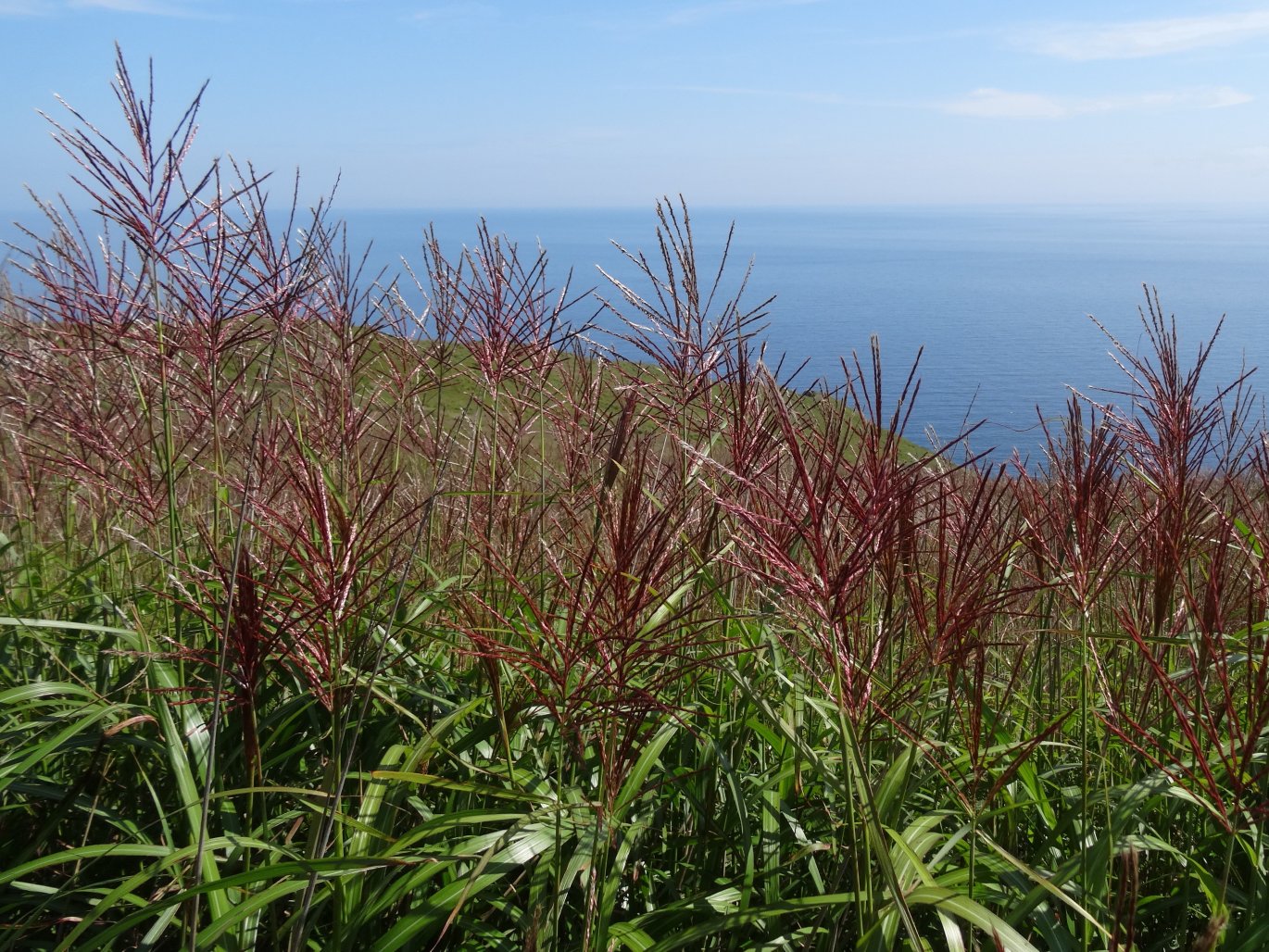 Image of Miscanthus purpurascens specimen.