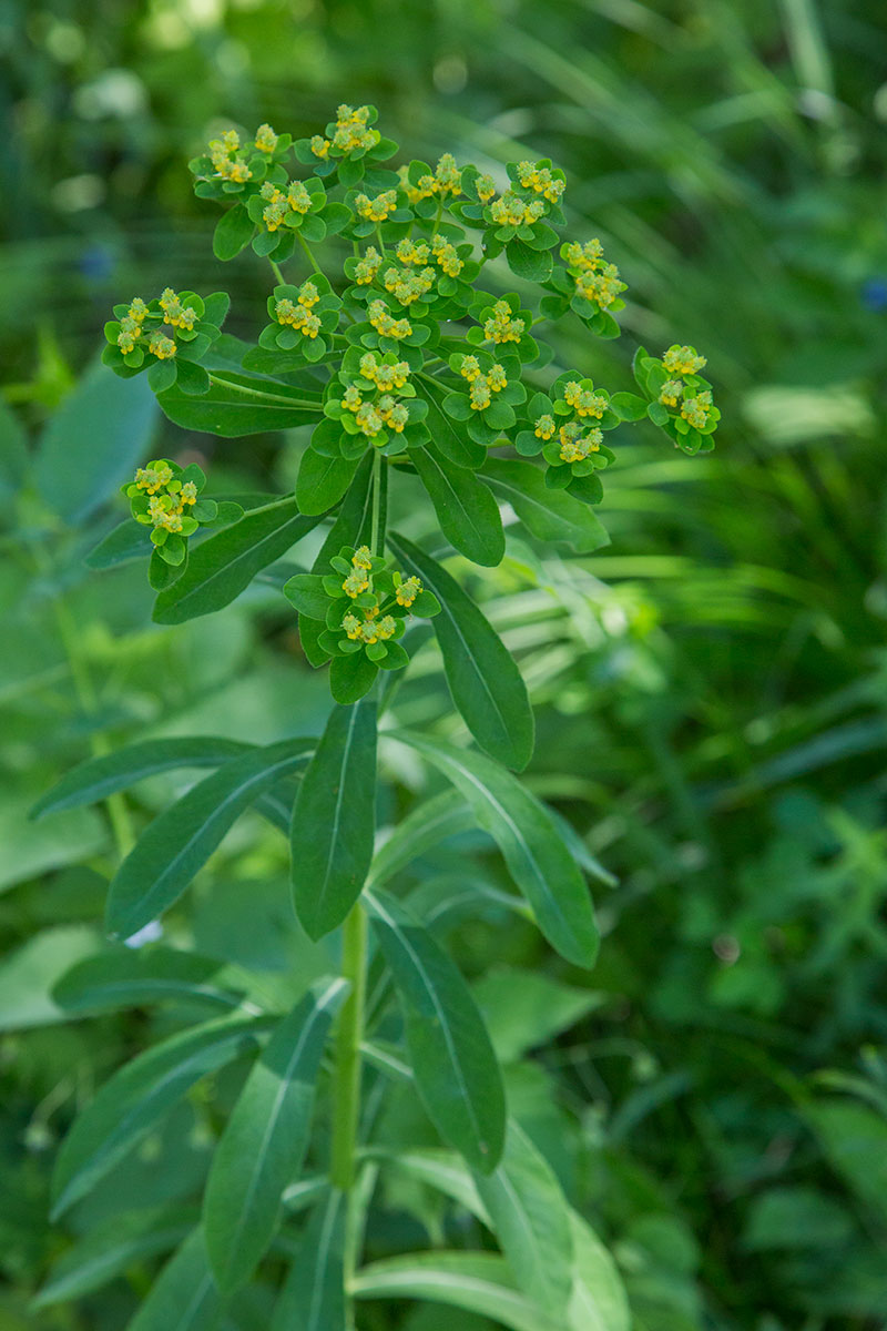 Image of Euphorbia pilosa specimen.