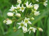 Vincetoxicum albovianum