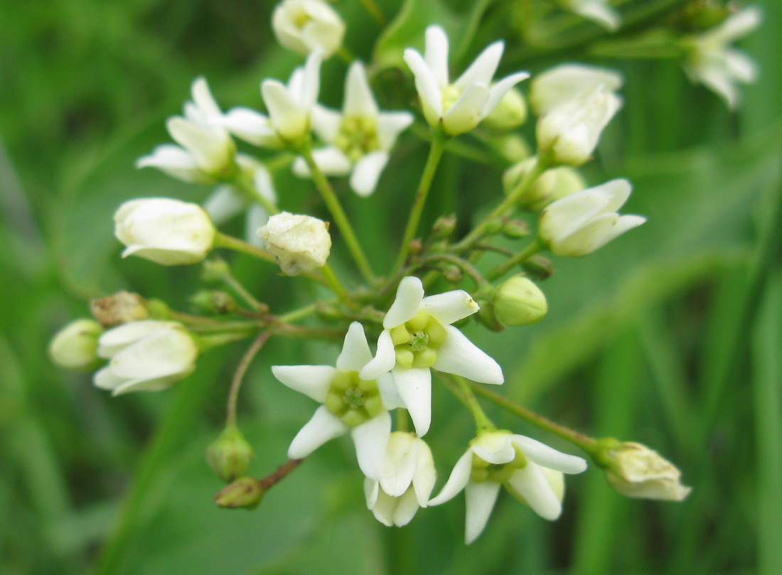 Изображение особи Vincetoxicum albovianum.