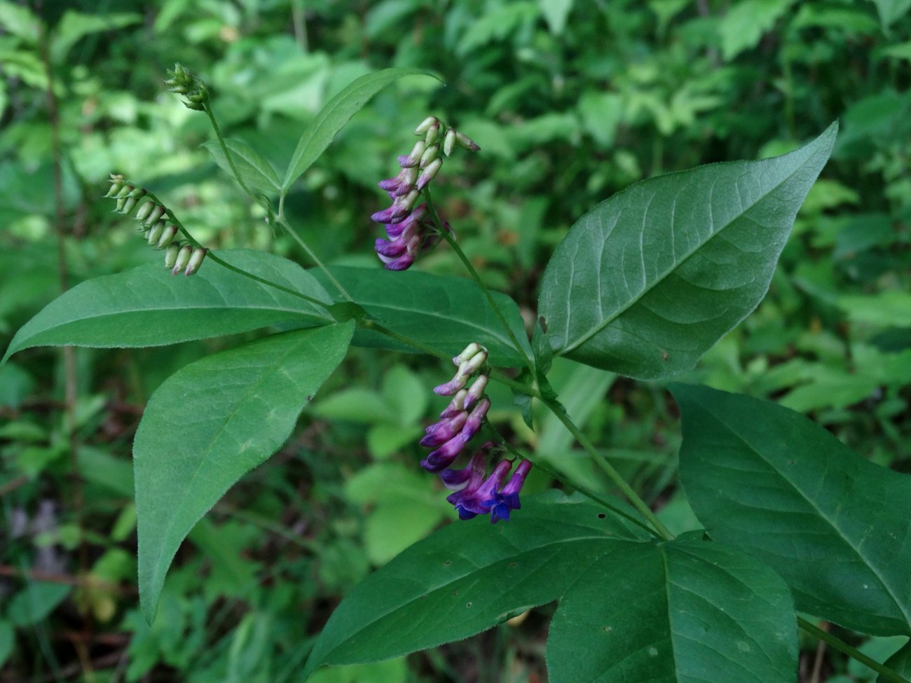 Изображение особи Vicia unijuga.