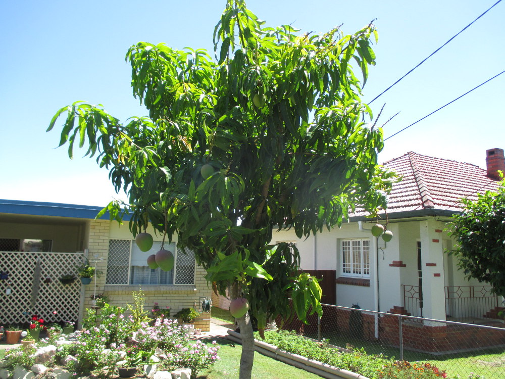 Image of Mangifera indica specimen.