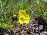 Potentilla reptans. Цветок. Украина, Житомирская обл., г. Новоград-Волынский, бывшая в/ч, пустырь. 05.07.2016.