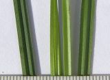 Carex pallescens
