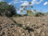 Ferula sugatensis. Цветущее растение. Казахстан, Сев. Тянь-Шань, плато Сюгаты. 24 мая 2016 г.