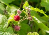 Rubus parviflorus