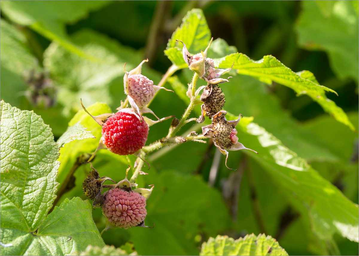 Image of Rubus parviflorus specimen.