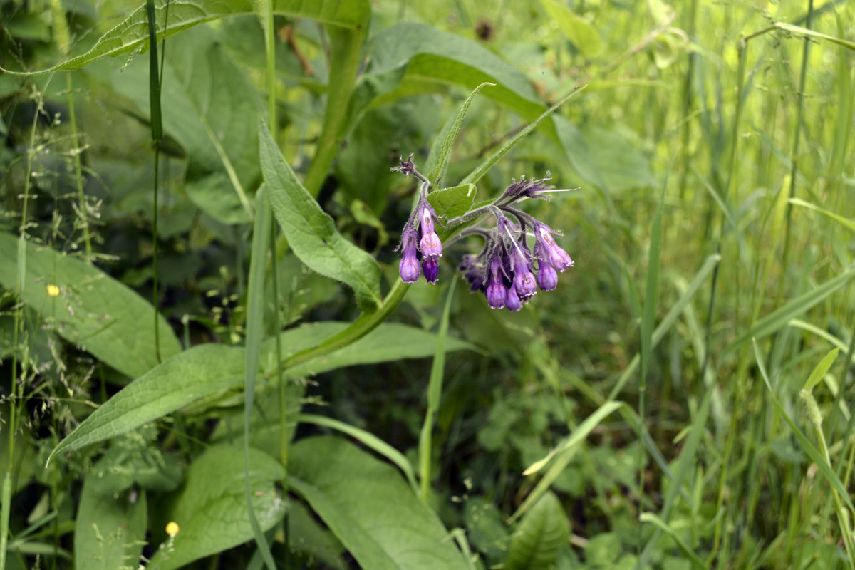 Изображение особи Symphytum officinale.