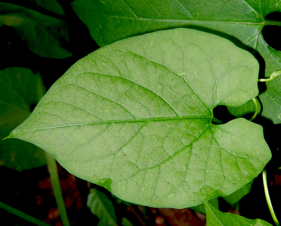Image of Calystegia silvatica specimen.