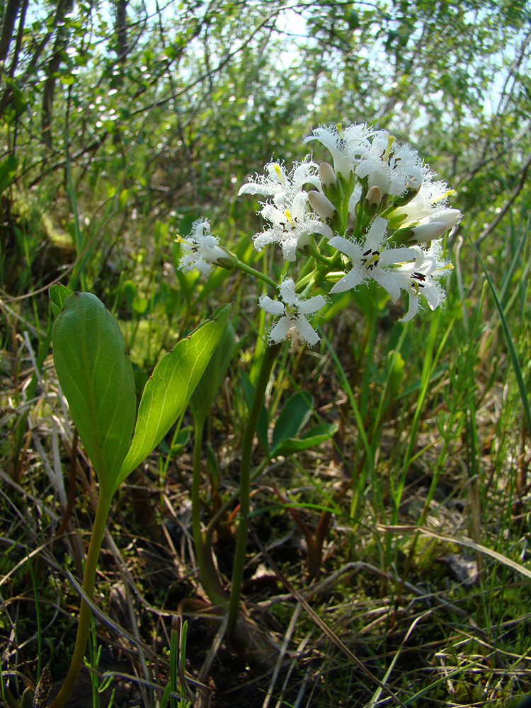 Image of Menyanthes trifoliata specimen.