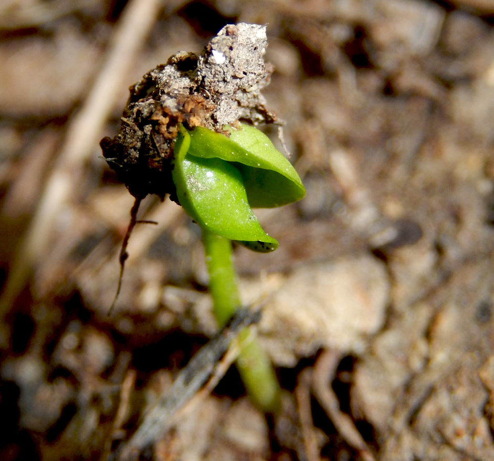 Изображение особи Hedera helix.