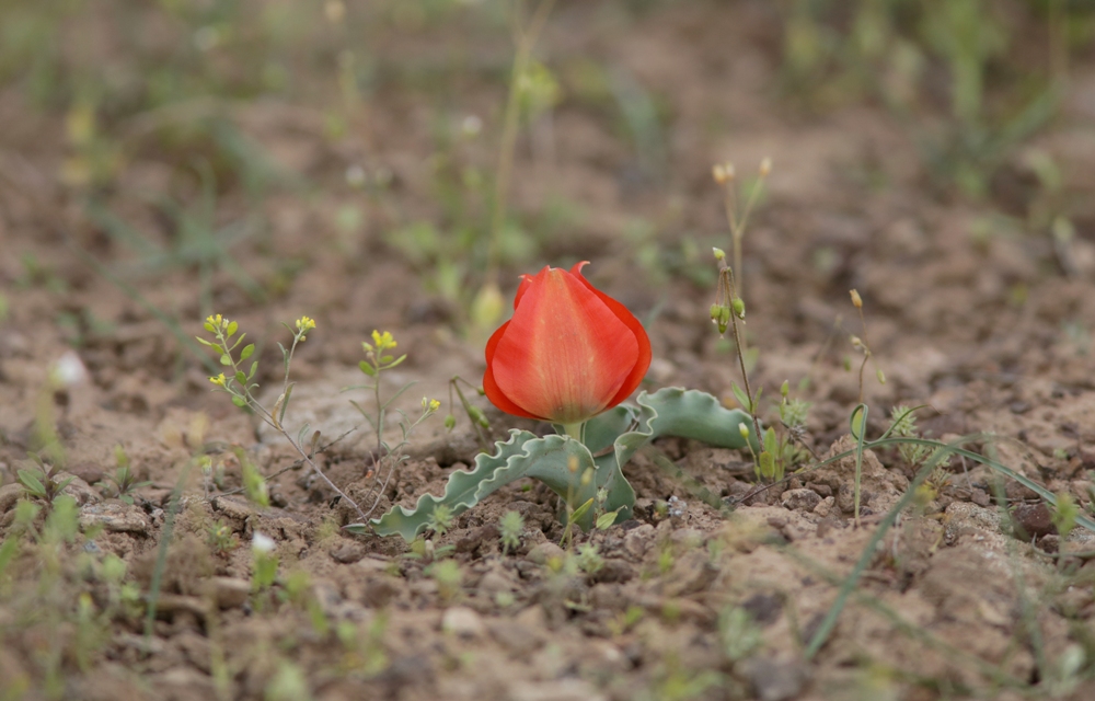 Изображение особи Tulipa alberti.