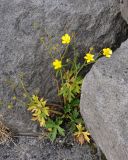 Ranunculus propinquus