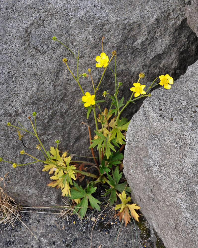 Изображение особи Ranunculus propinquus.