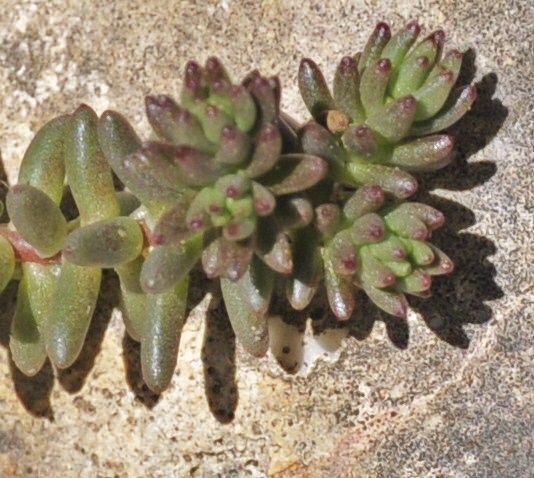 Image of Sedum album specimen.