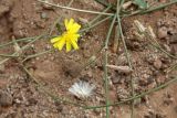 Paramicrorhynchus procumbens