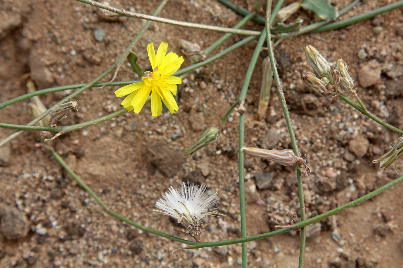 Изображение особи Paramicrorhynchus procumbens.