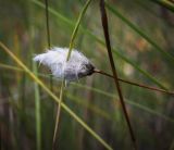 Eriophorum vaginatum. Верхушка побега с соплодием. Пермский край, Оханский р-н, левый берег р. Кама, Кунчурихинский бор, мезотрофный лаг верхового болота. 17.09.2016.