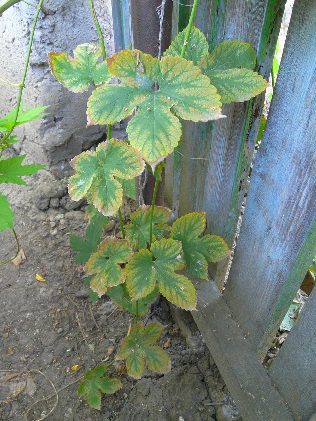 Изображение особи Humulus lupulus.