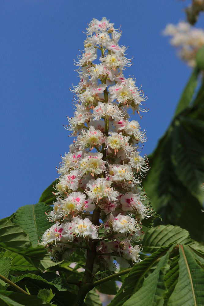 Изображение особи Aesculus hippocastanum.