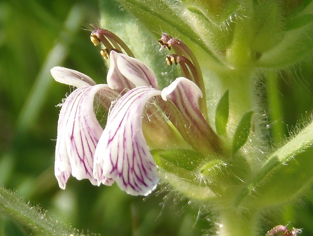 Image of Ajuga laxmannii specimen.