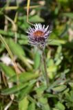 Erigeron lachnocephalus