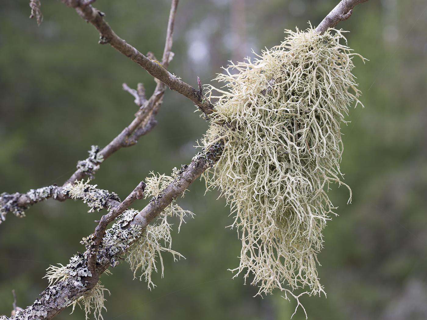 Изображение особи Evernia mesomorpha.