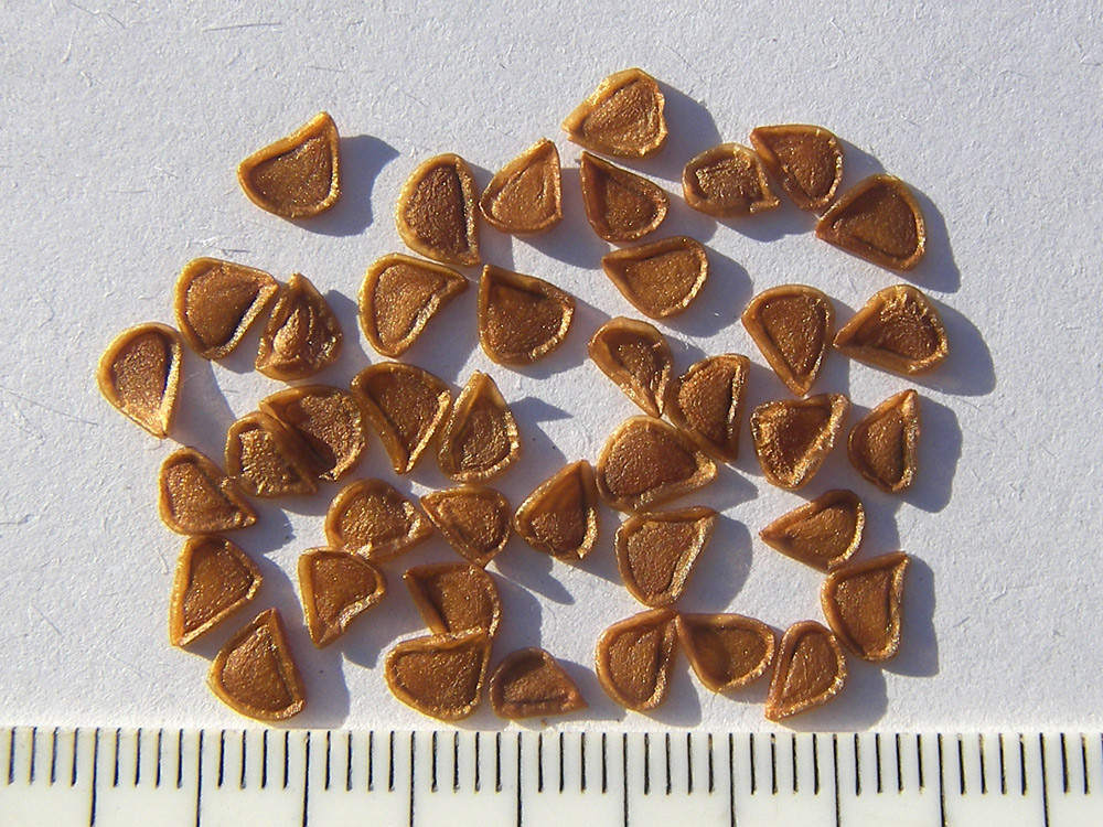 Image of Fritillaria meleagroides specimen.