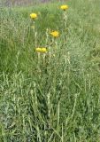 Tragopogon dasyrhynchus