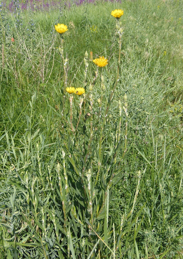Image of Tragopogon dasyrhynchus specimen.