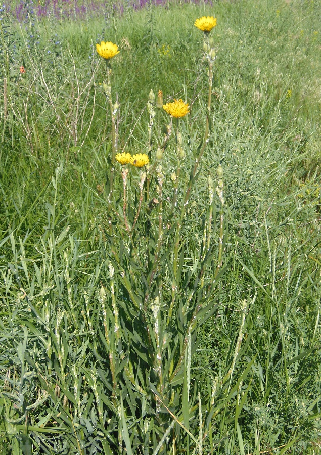 Изображение особи Tragopogon dasyrhynchus.