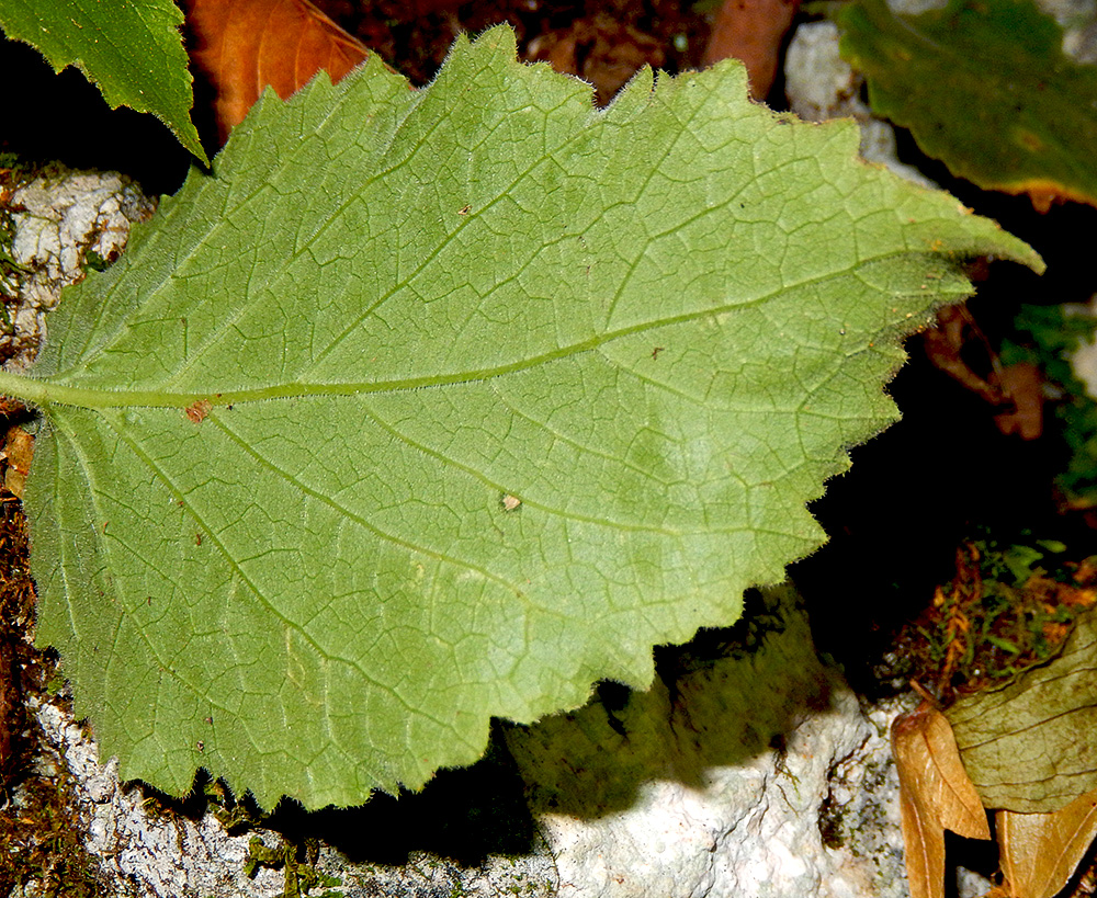 Image of Campanula pendula specimen.