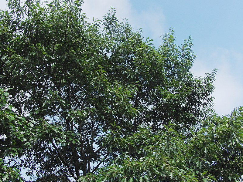 Image of Quercus rubra specimen.