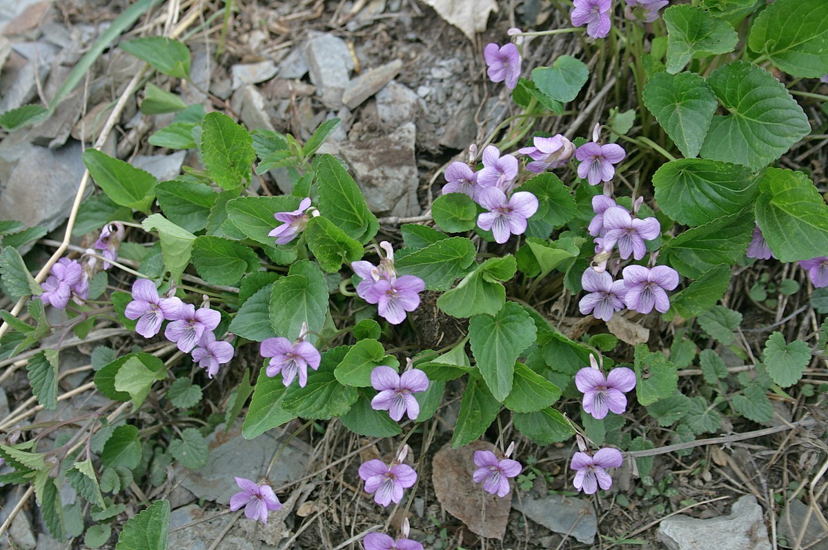 Изображение особи Viola macroceras.