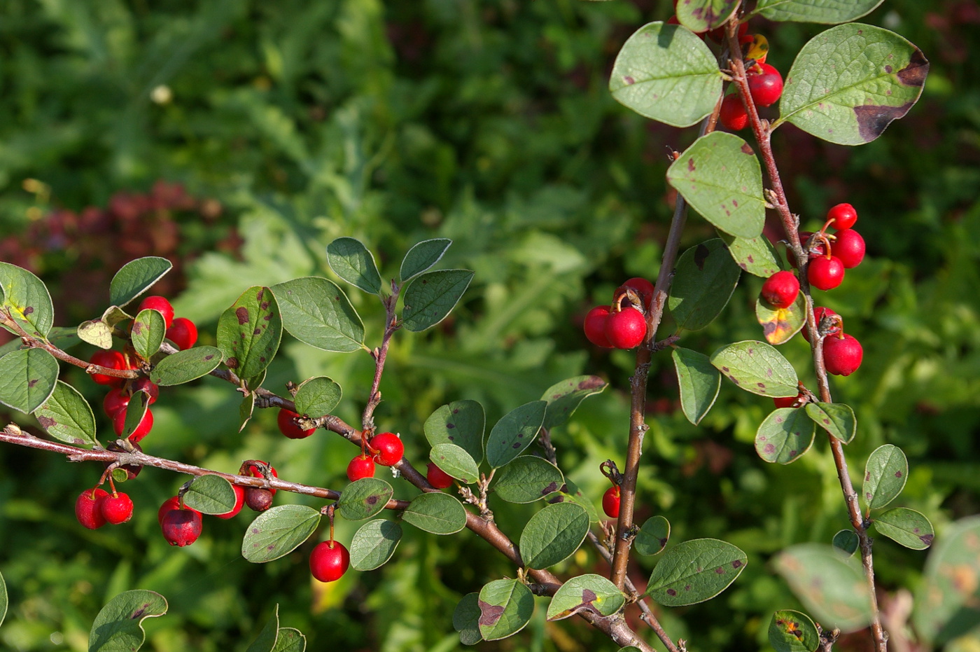 Изображение особи Cotoneaster integerrimus.