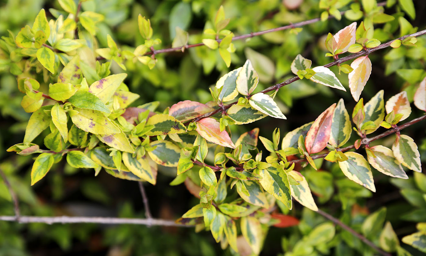 Image of Abelia &times; grandiflora specimen.