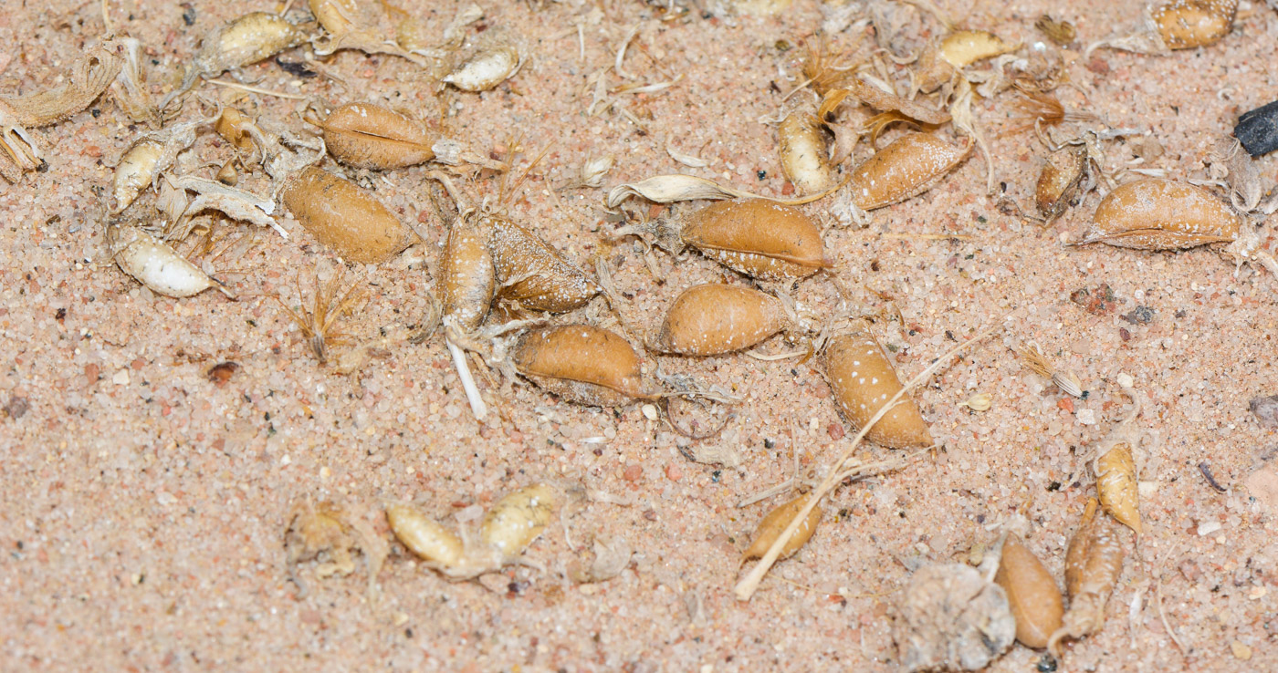 Image of Crotalaria aegyptiaca specimen.