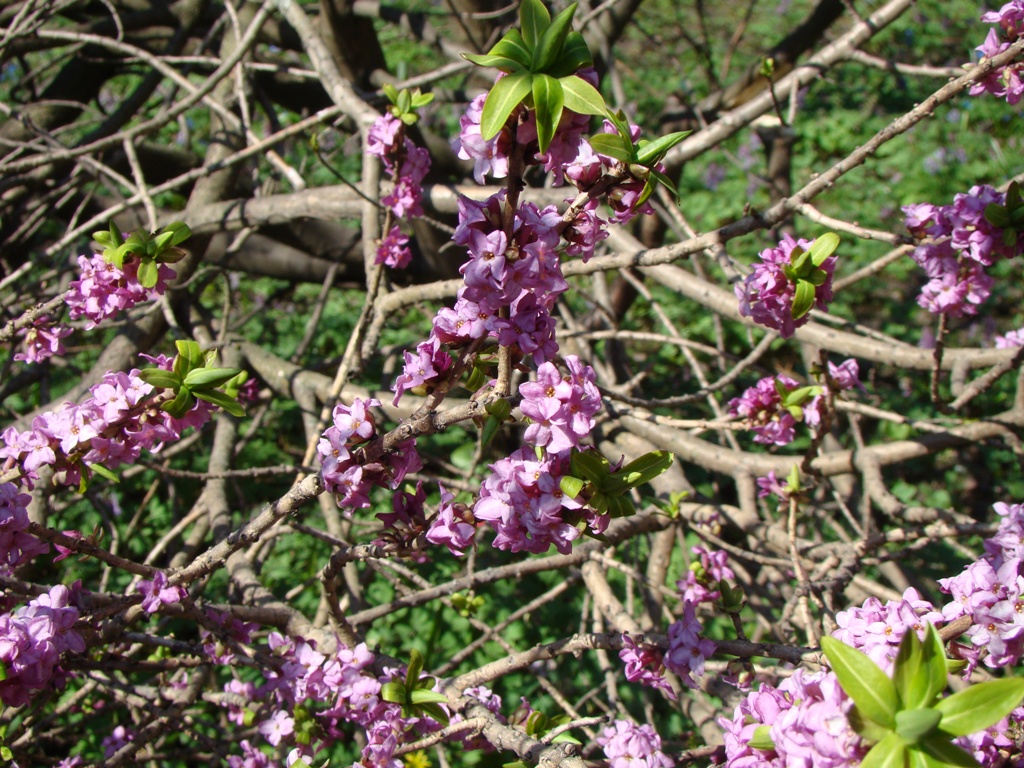 Image of Daphne mezereum specimen.