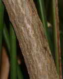 Cerbera odollam