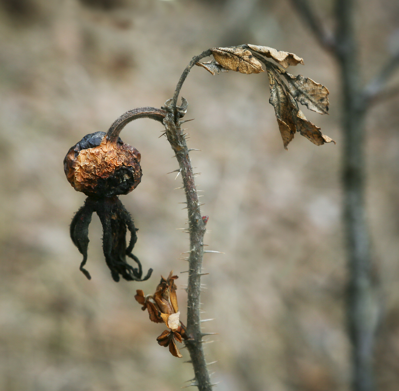Image of Rosa rugosa specimen.