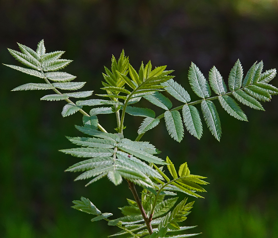 Image of Sorbus aucuparia specimen.