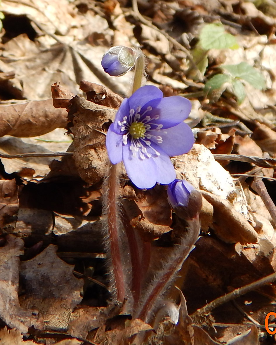 Image of Hepatica nobilis specimen.