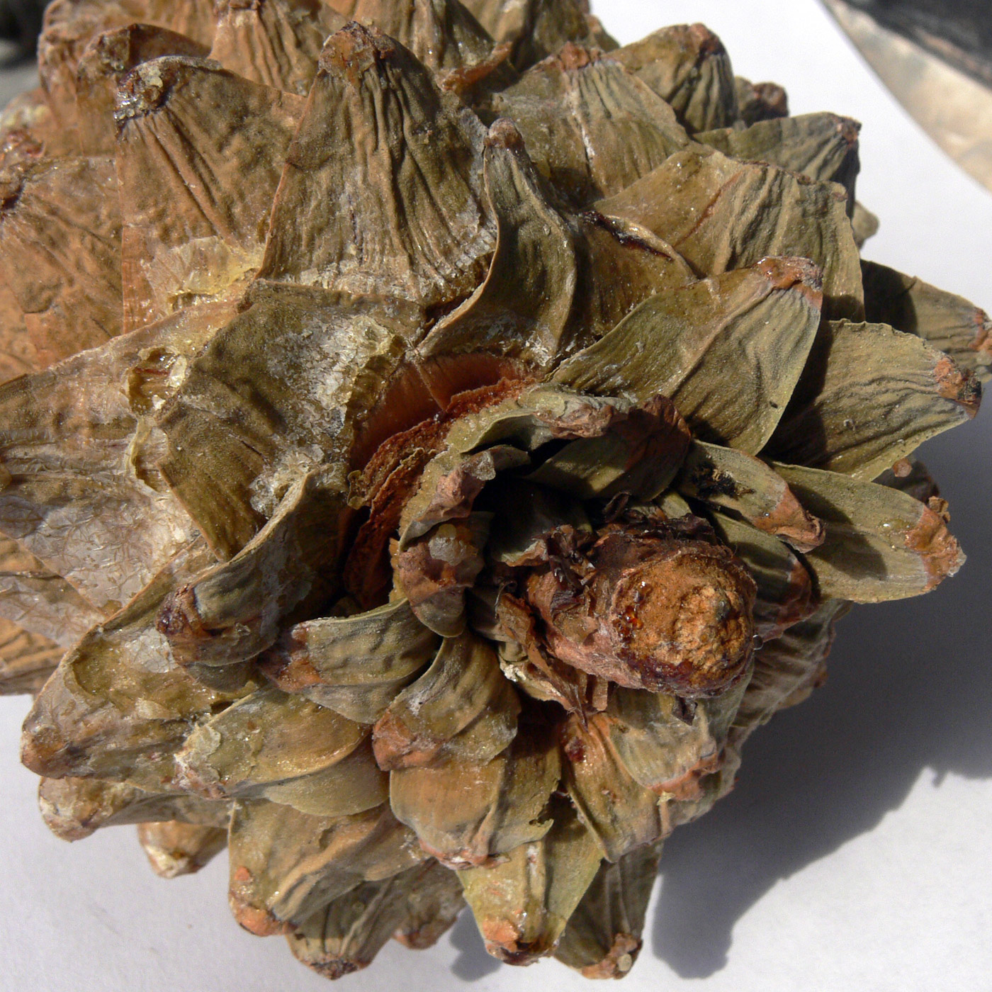Image of Pinus koraiensis specimen.