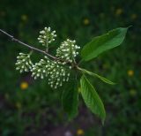 Padus maackii. Начинающие развитие побеги и соцветия с бутонами. Пермский край, г. Пермь, Кировский р-н, одиночное дерево в разреженном сосновом бору. 01.06.2017.