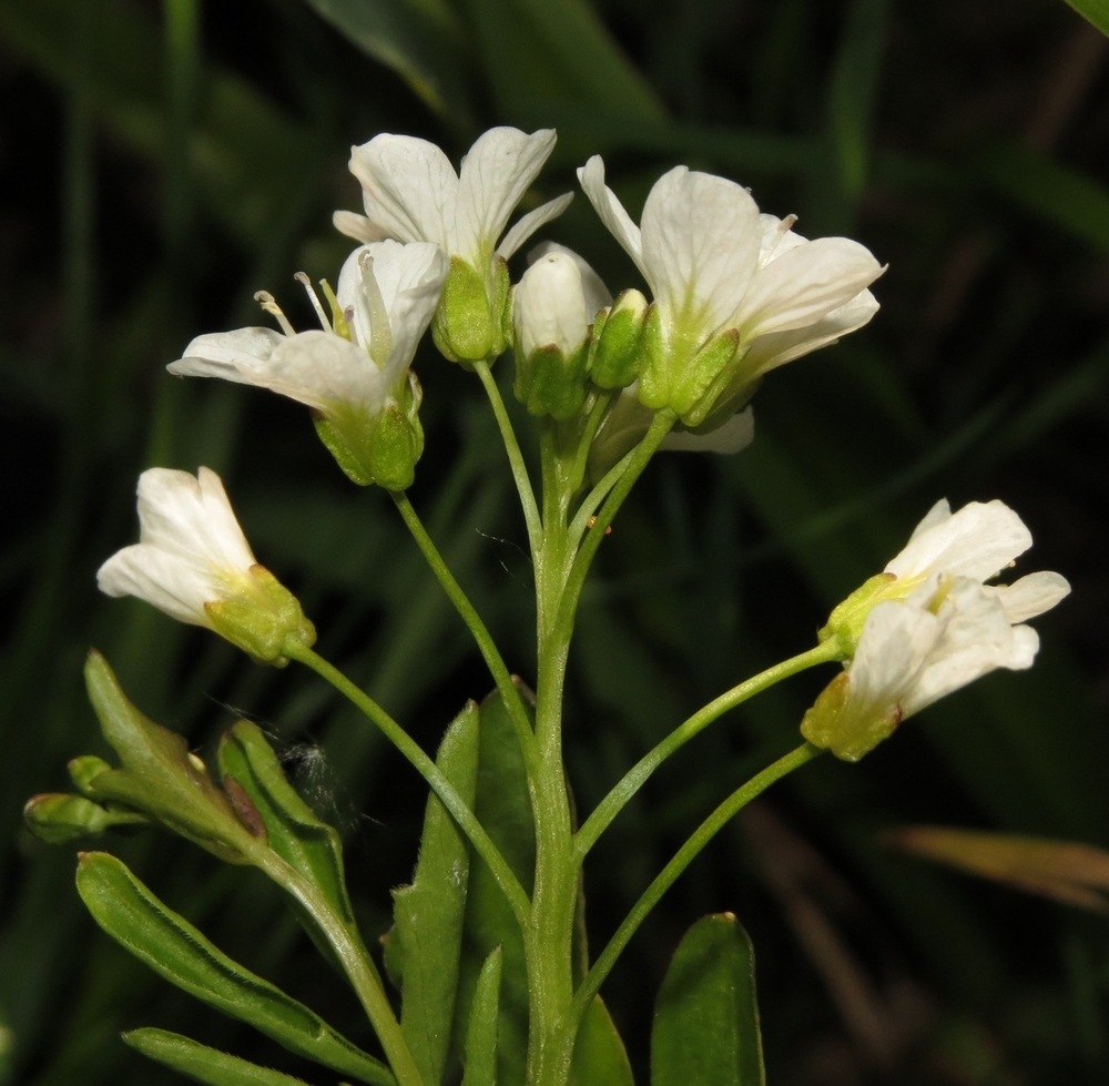 Изображение особи Cardamine amara.